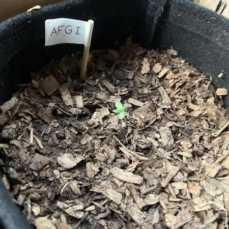 First Guerrilla Grow