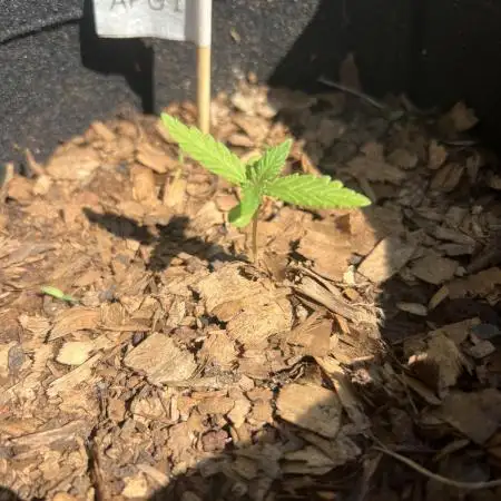 First Guerrilla Grow