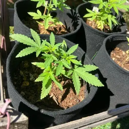 First Guerrilla Grow