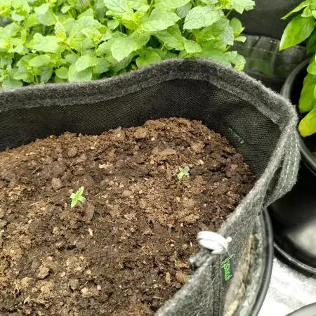 Growingjunk