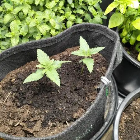 Growingjunk