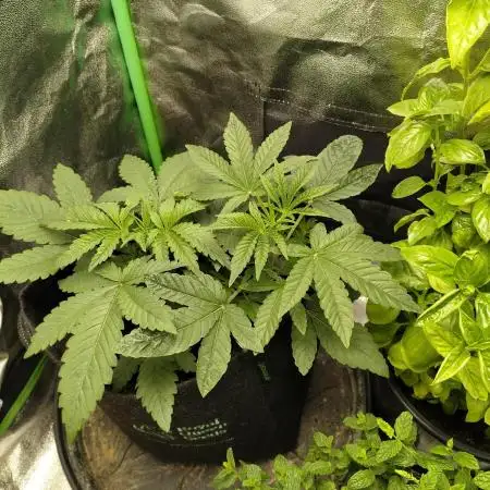 Growingjunk