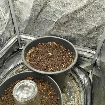 Growingjunk