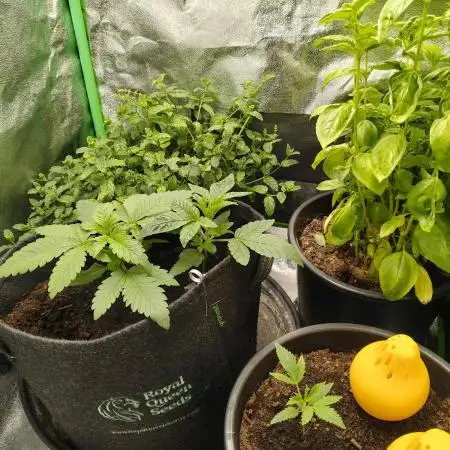 Growingjunk