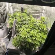 Super Lemon Haze Auto organic-synthetic