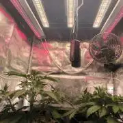 Lemon Cherry Cookies Auto