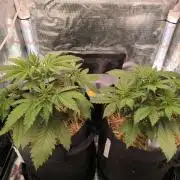 Lemon Cherry Cookies Auto