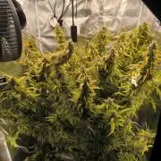 Super Lemon Haze Auto organic-synthetic