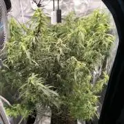 Super Lemon Haze Auto organic-synthetic