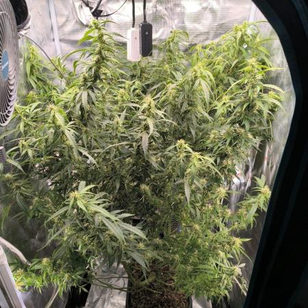 Super Lemon Haze Auto organic-synthetic