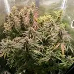 Special Queen 1 Auto (firstgrow)