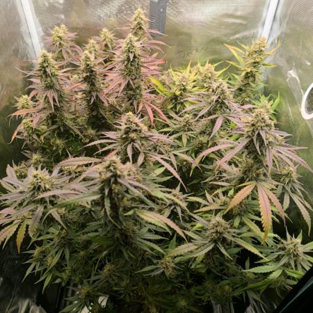Special Queen 1 Auto (firstgrow)