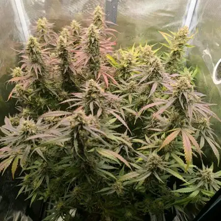 Special Queen 1 Auto (firstgrow)