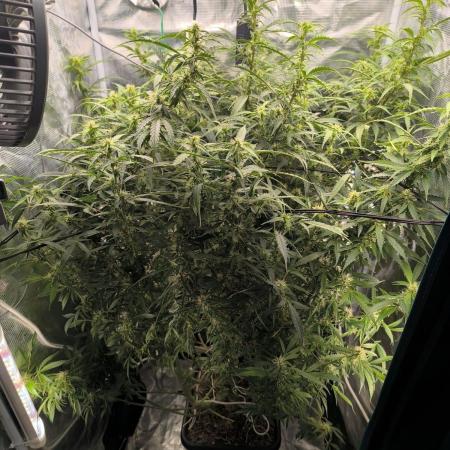 Super Lemon Haze Auto organic-synthetic
