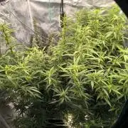 Super Lemon Haze Auto organic-synthetic