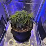 Watermelon Candy F1 auto (second grow)