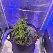 Watermelon Candy F1 auto (second grow)
