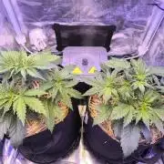 Lemon Cherry Cookies Auto