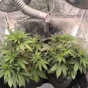 Lemon Cherry Cookies Auto
