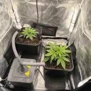 Super Lemon Haze Auto