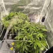 Super Lemon Haze Auto organic-synthetic