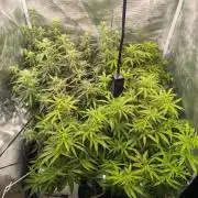 Super Lemon Haze Auto organic-synthetic