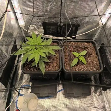 Blueberry auto