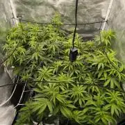 Super Lemon Haze Auto organic-synthetic