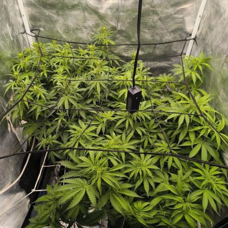 Super Lemon Haze Auto organic-synthetic