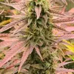 Special Queen 1 Auto (firstgrow)