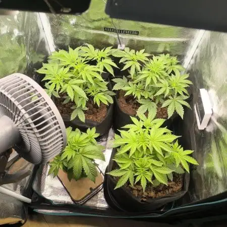 Special Queen Auto (firstgrow)