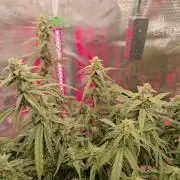 Watermelon Candy F1 auto (second grow)