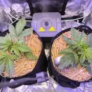 Lemon Cherry Cookies Auto