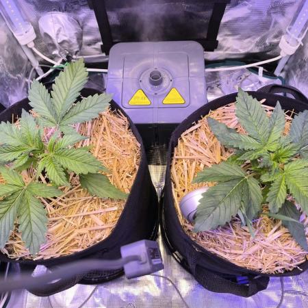 Lemon Cherry Cookies Auto