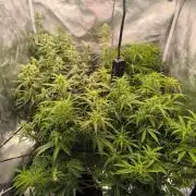 Super Lemon Haze Auto organic-synthetic