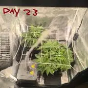 Super Lemon Haze Auto organic-synthetic