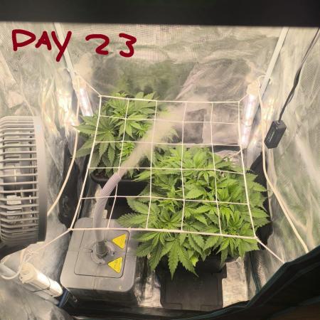 Super Lemon Haze Auto organic-synthetic