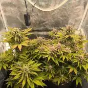 Lemon Cherry Cookies Auto