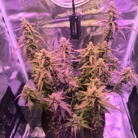 Watermelon Candy F1 auto (second grow)