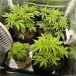 Special Queen Auto (firstgrow)