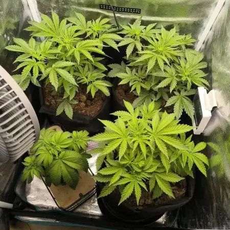 Special Queen Auto (firstgrow)