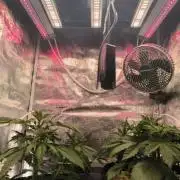 Lemon Cherry Cookies Auto