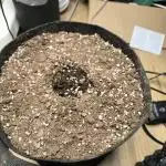 Watermelon Candy F1 auto (second grow)