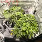 Super Lemon Haze Auto organic-synthetic