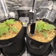 Lemon Cherry Cookies Auto