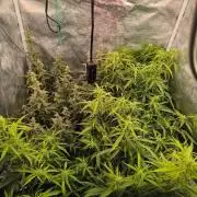 Super Lemon Haze Auto organic-synthetic