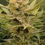Special Queen 1 Auto (firstgrow)