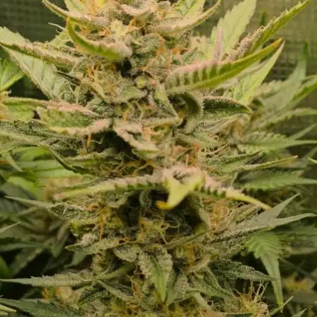 Special Queen 1 Auto (firstgrow)