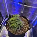 Watermelon Candy F1 auto (second grow)