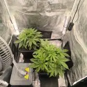Super Lemon Haze Auto organic-synthetic